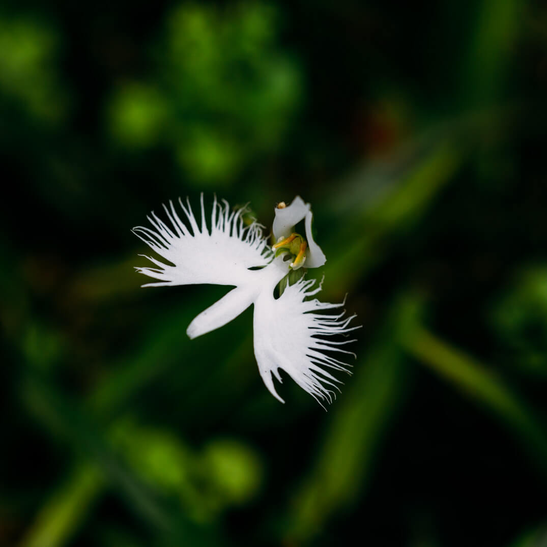 O K S P x アトリエ染花-鷺草コサージュ