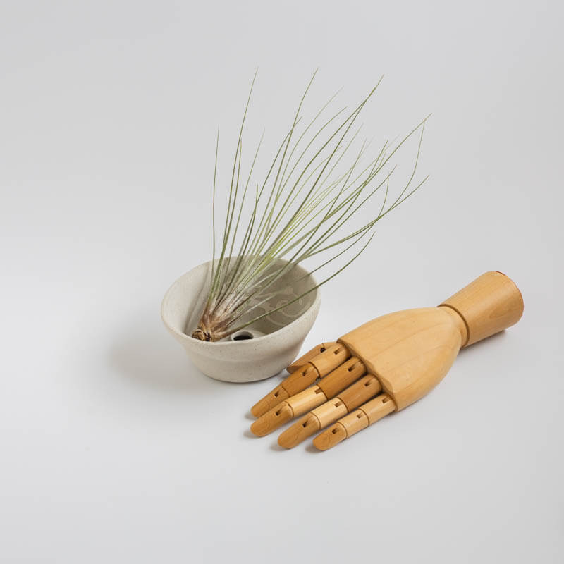 椎猫白魚/SHIINE SHIRAUO-植木鉢-7