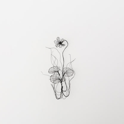 courircourir-標本箱「タカネスミレ」