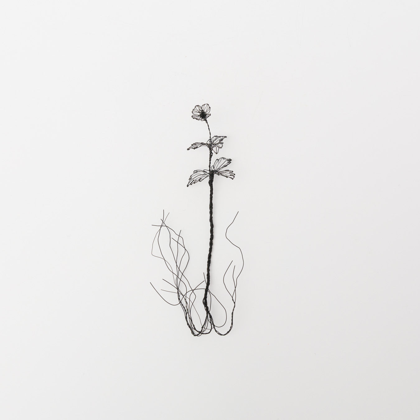 courircourir-標本箱「オオイヌノフグリ」