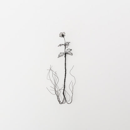 courircourir-標本箱「オオイヌノフグリ」